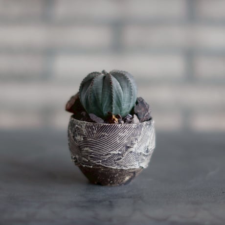 Euphorbia obesa  × Masato Atutsu (2.5号)  no.830-24
