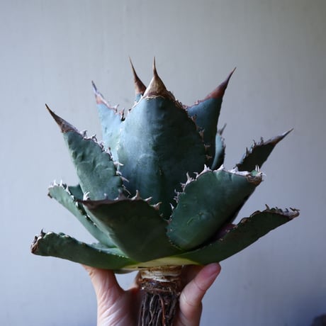 アガベ   チタノタ 　 Agave  titanota   no.111025