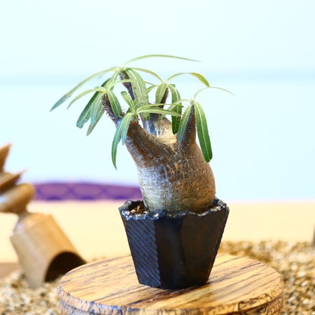 N/OH × Pachypodium  gracilius    no.61832