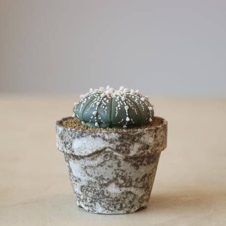 Astrophytum asterias ロイヤルスーパー兜 × YAMABACHI var. takero pot   no.207-14