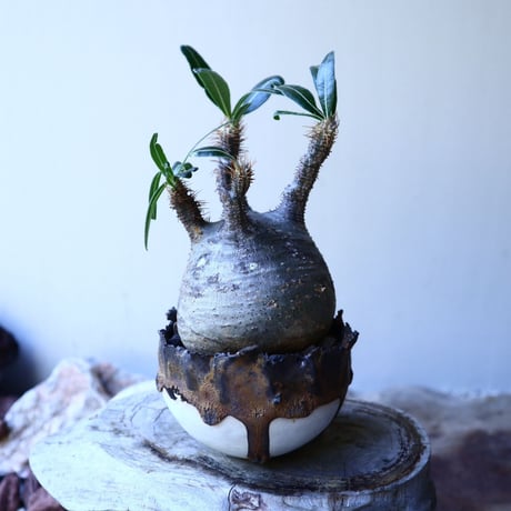 パキポディウム グラキリス Pachypodium rosulatum var. gracilius no.52602