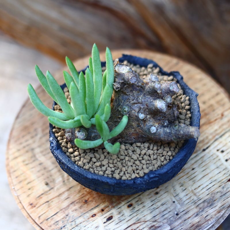 チレコドン　ペアルソニー　現地球　発根済み　鉢ごと発送　白象 塊根植物 チレコドン ペアルソニー③ 現地球 発根済み 鉢ごと発送 白象 塊根植物