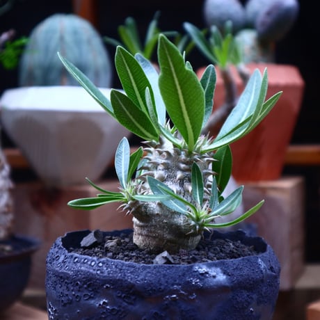 パキポディウム  恵比寿大黒  実生／Pachypodium  Densicaule    no.71821