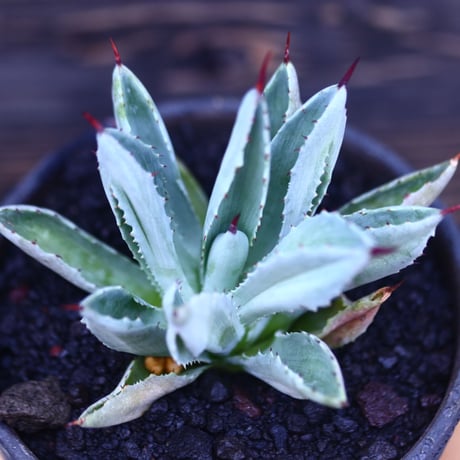 アガベ   キュービック　Agave potatorum f.monstrosa 'cubic'    no30617