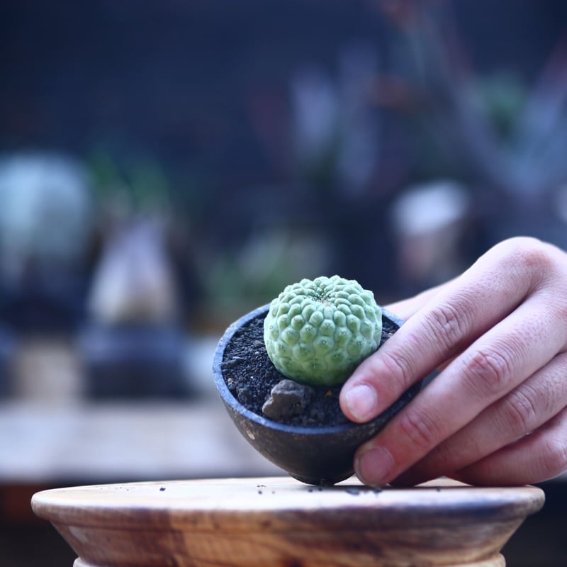 美株 サボテン 仏頭玉 ラリレアキア カクティフォルメ ラリレアキア カクティフォルメ 仏頭玉 Larryleachia cactiformis