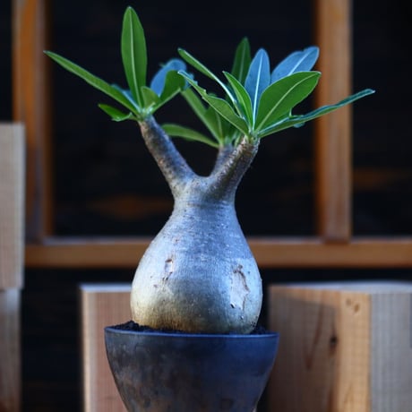 パキポディウム  グラキリス ／Pachypodium  gracilius     no.112846