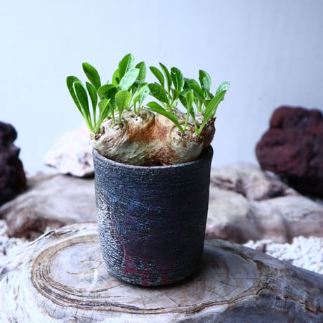 パキポディウム  ブレビカウレ  恵比寿笑い   Pachypodium brevicle   no.102728