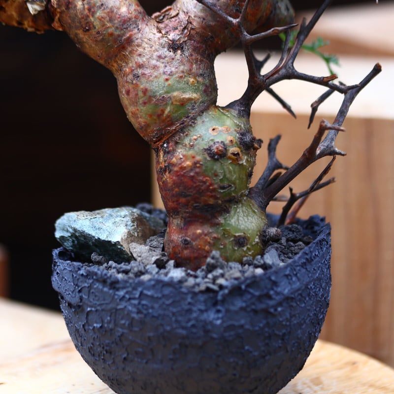 ペラルゴニウム クリズミフォリウム／Pelargonium crithmifolium