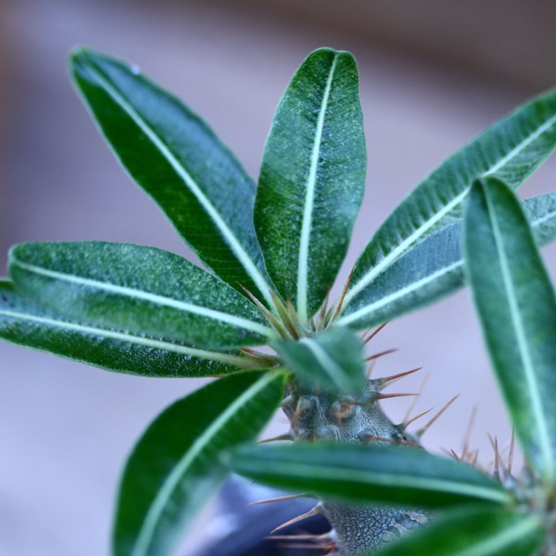 パキポディウム カクチペス 実生／Pachypodium rosulatum var. ca