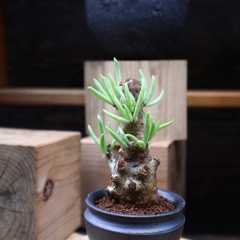 チレコドン ペアルソニー 白象／Tylecodon pearsonii no