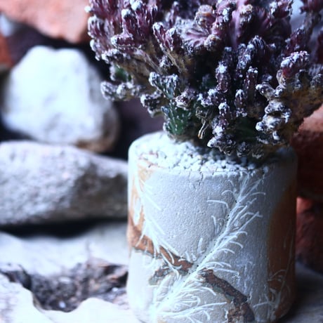 モンビレア 残雪の峰    Monvillea spegazzinii f. crist.   no.42692