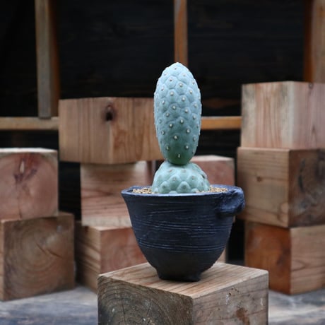 テフロカクタス  ゲオメトリクス ／Tephrocactus geometricus   no91869
