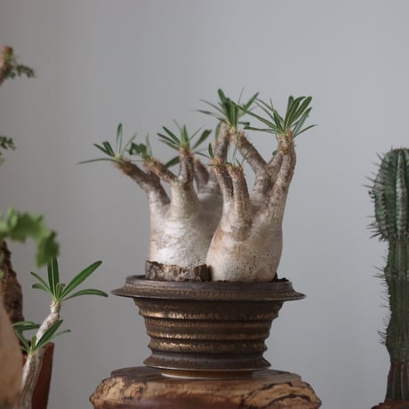 Pachypodium gracilius × たけろうポット    no.51227