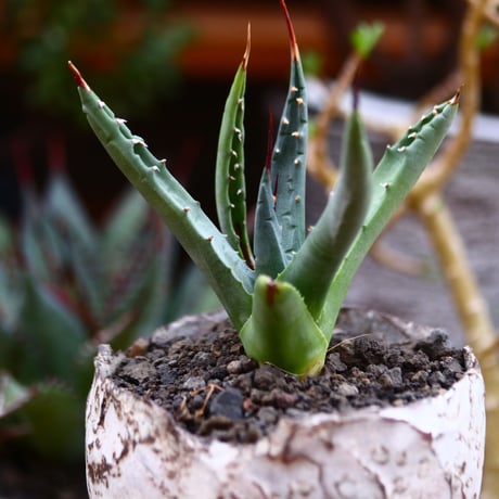 アガベ ユタエンシス ネバデンシス／Agave uthaensis var. nevadensis　no.91237