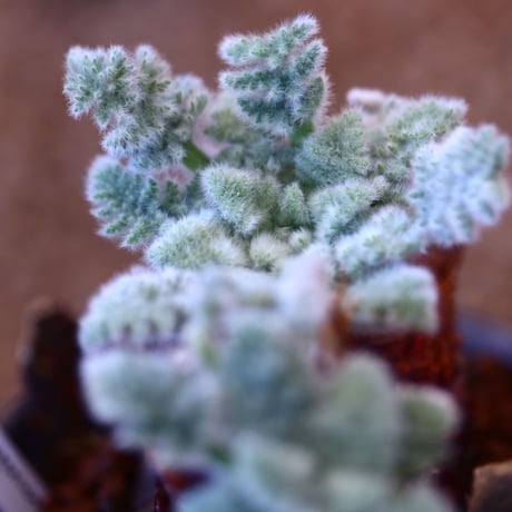 たけろうポット × Pelargonium appendiculatum     no.102205