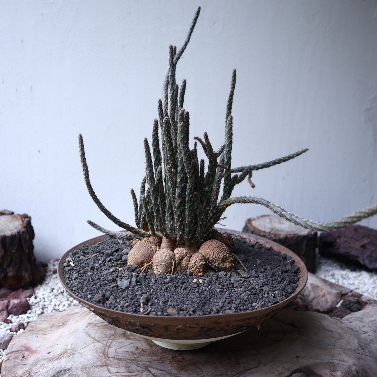 現品】塊根系サボテン プテロカクタス・黒竜（こくりゅう） 7号 K8番