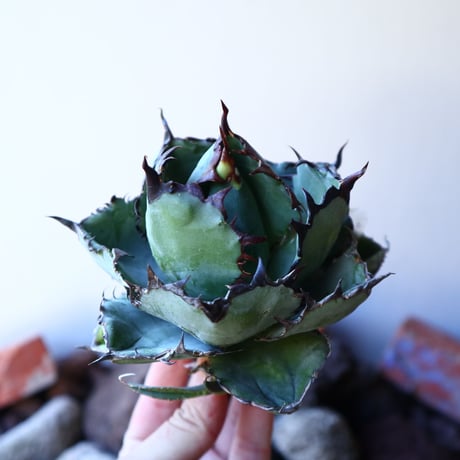 アガベ チタノタ　ブラック＆ブルー Agave titanota black&bule   no.30847