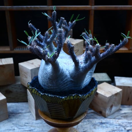 パキポディウム  グラキリス／Pachypodium  gracilius       no.81547