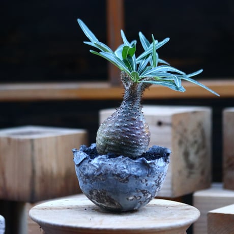 パキポディウム  グラキリス ／Pachypodium  gracilius     no.103172