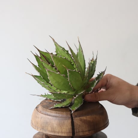 U.S. horrida (Agave horrida) / Style of Chika　no.1227-19