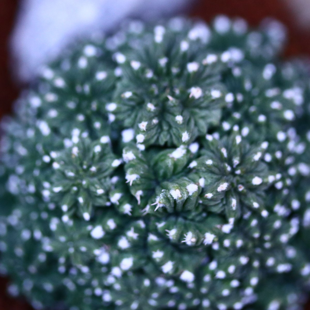 アズテキウム リッテリ 花籠(台ツキ)／Aztekium ritteri no.2132