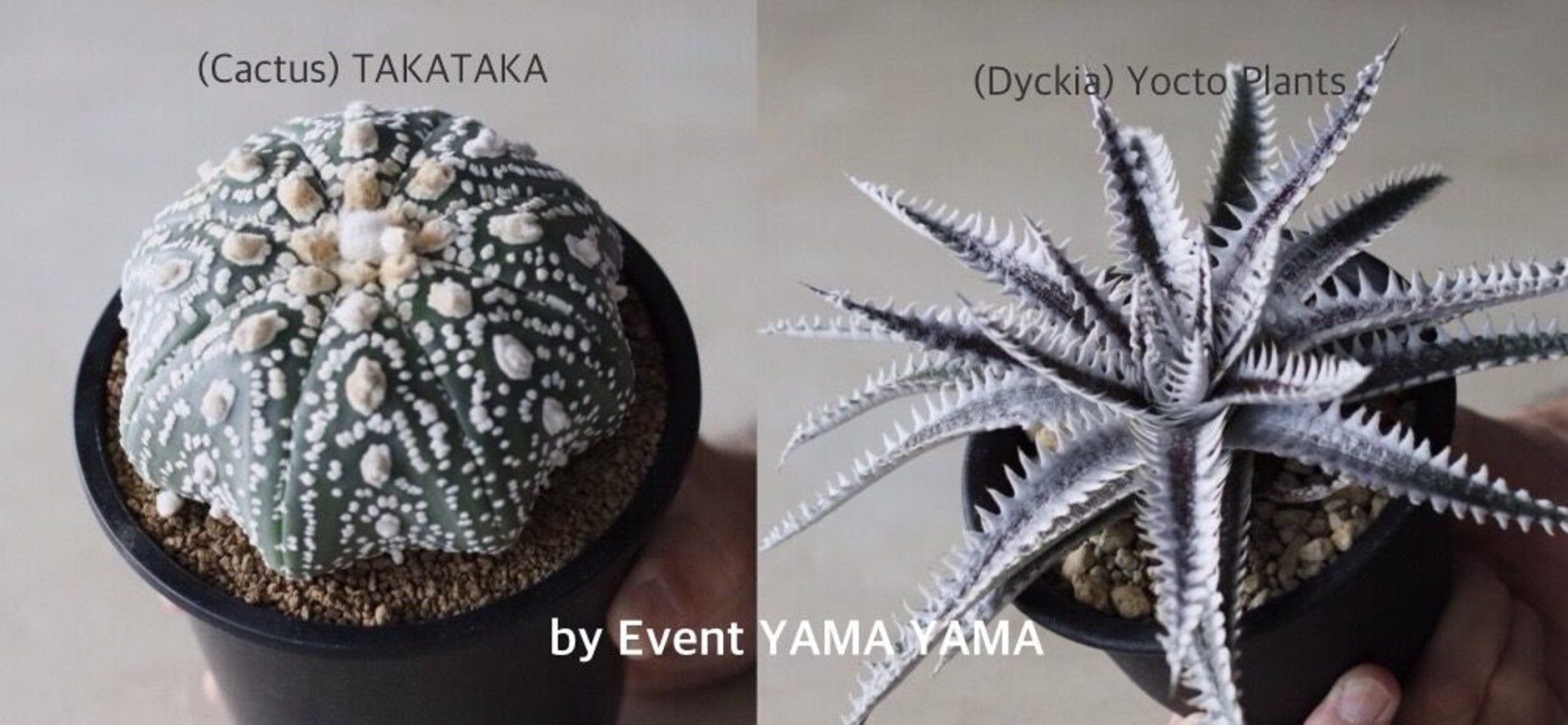 【新品未使用】作家鉢 手作り 植物 観葉 塊根 芽の巣山 カタチ製作所 素里 中川智治 陶器鉢 植物鉢 コーデックス 塊根植物 アガベ サボテン