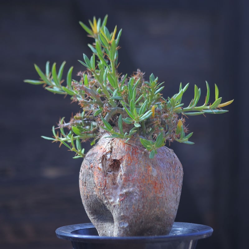 パキポディウムビスピノーサム パキポディウムビスピノーサム | STORES