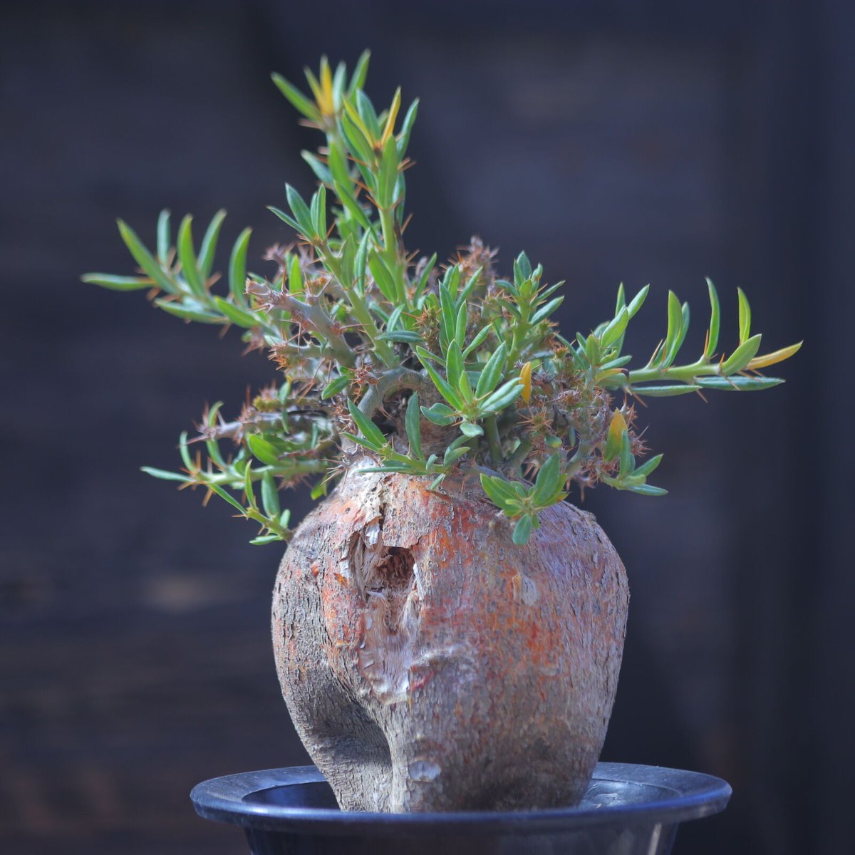パキポディウム ビスピノーサム Pachypodium bispinosum no