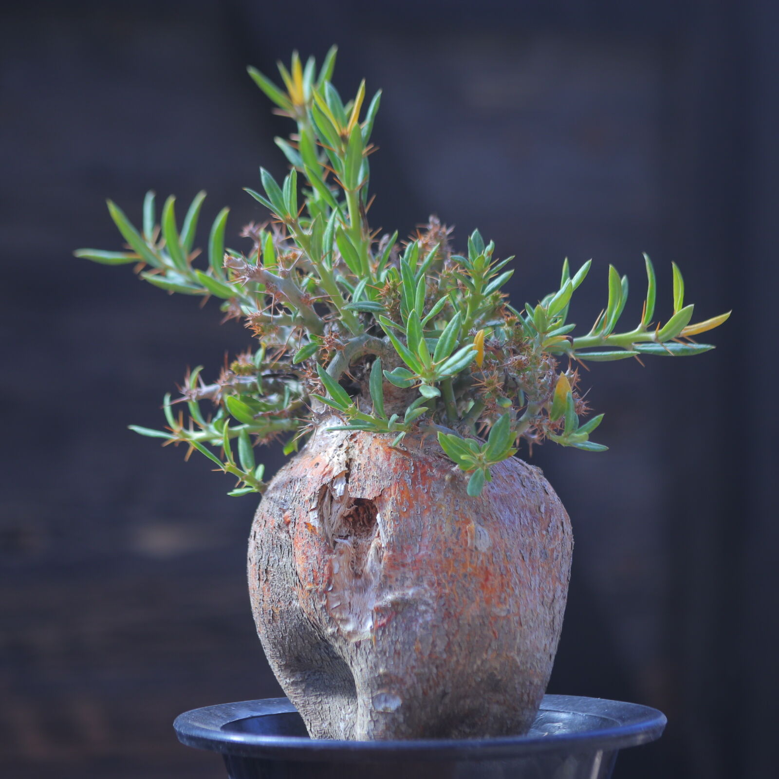 パキポディウム ビスピノーサム Pachypodium bispinosum no