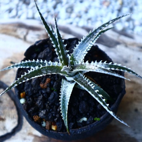 Dyckia   Hybrid   'HB  Tarzan  #Q-01' X 'Bone'     no.72811