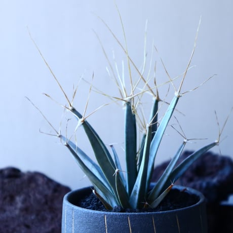 レウクテンベルギア  晃山    Leuchtenbergia principis  no.30104