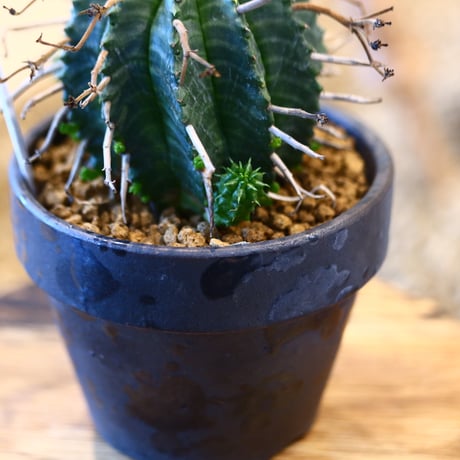Euphorbia valida × YAMABACHI var. takero pot     no.123144