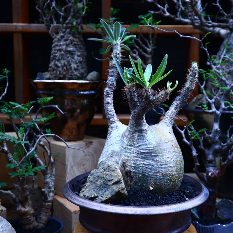 パキポディウム グラキリス／Pachypodium gracilius no.