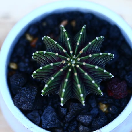 ギムノカリキウム   フィードリッフィーLB2178／Gymnocalycium friedrichii    no.122647