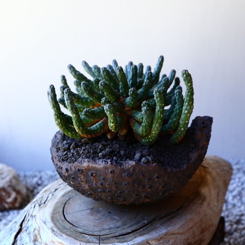 ユーフォルビア エスクレンタ Euphorbia esculenta no.40718