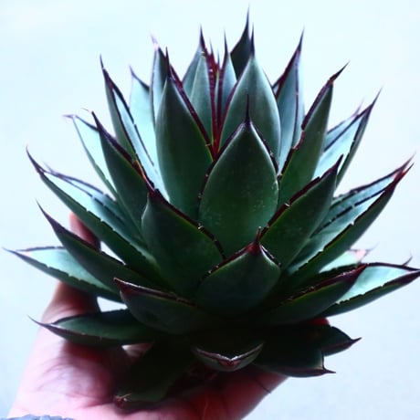 アガベ　ブルーグロー Agave 'Blue Glow'   no.20908