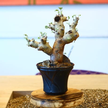 Pelargonium Klinghardtense × Yuta Uchida    no.100831