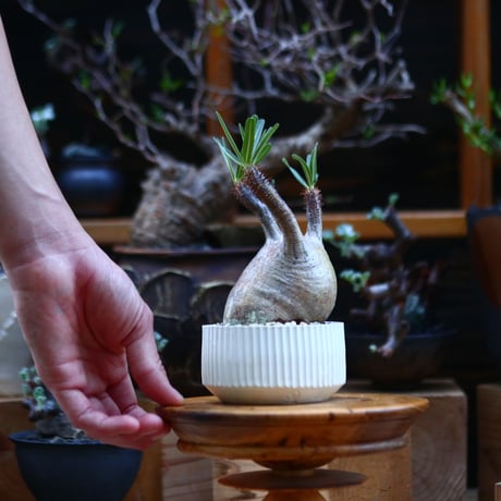 パキポディウム  グラキリス／Pachypodium  gracilius       no.92627