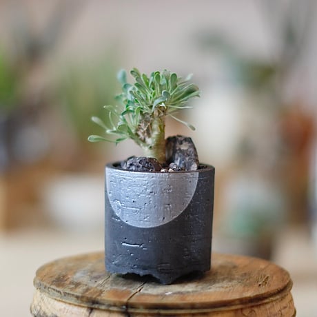 n*m様 オトンナ ユーフォルビオイデス 実生 ② オトンナ ユーフォルビオイデス（実生）① | hanayoshi-botanical