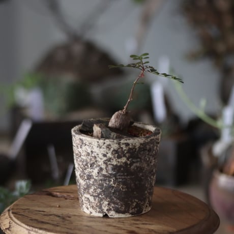 Operculicarya decaryi × takero pot  no.1201-37