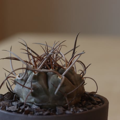 Gymnocalycium mazanense (守金魔天竜)× YAMABACHI ver. takero pot(3号鉢)   no.412-18