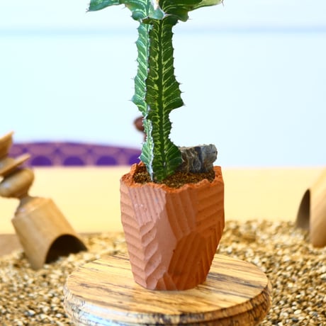 N/OH × Euphorbia grandialata   no.61847