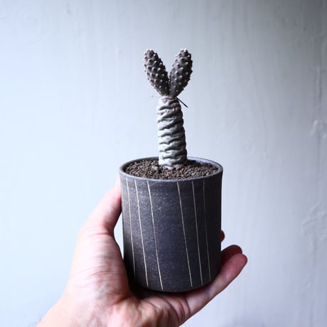 テフロカクタス アーティキュラータス イネルミス   松笠団扇  Tephrocactus articulatus var.inermis   no.72119