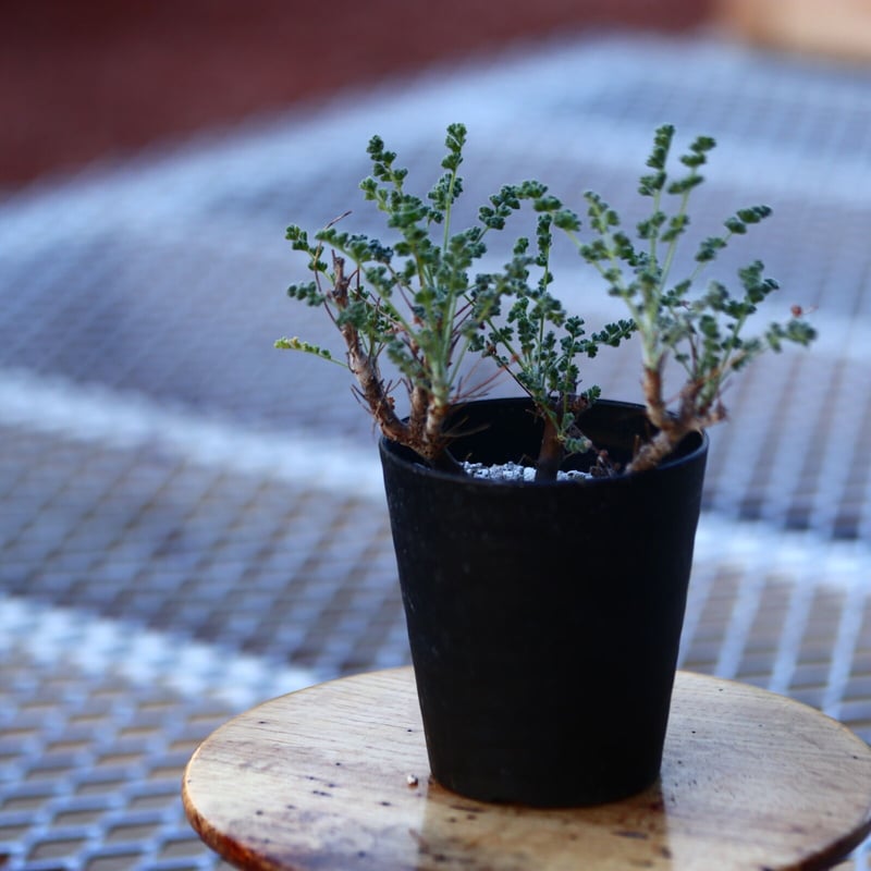 ペラルゴニム アルテルナンス Pelargonium alternans no.1