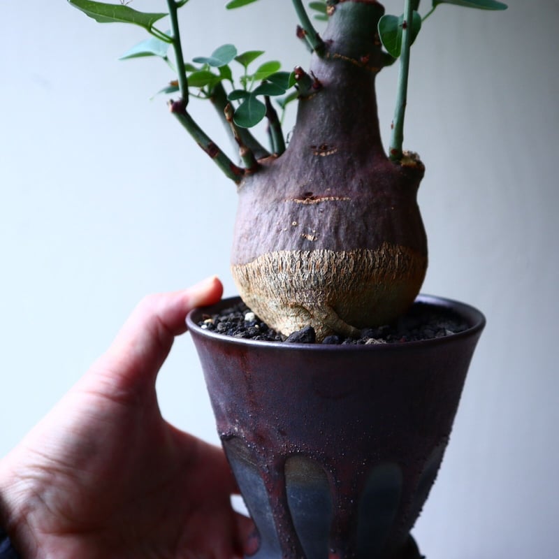 \" Adenia spinosa \" アデニア スピノーサ 陶器鉢 現地球 Adenia spinosa アデニア スピノーサ 陶器鉢 現地球 【公式通販】