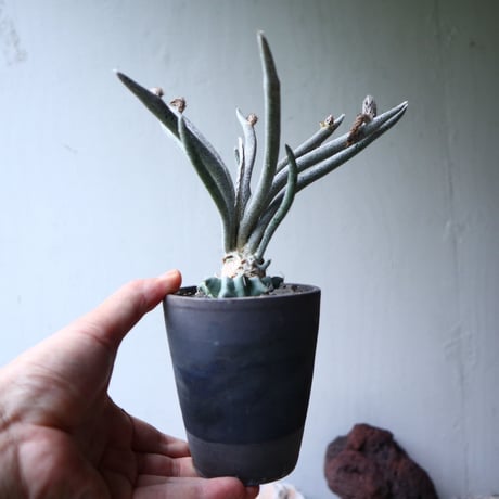 アストロフィツム カプト メデューサ  接木   Astrophytum caputmedusae    no.90809