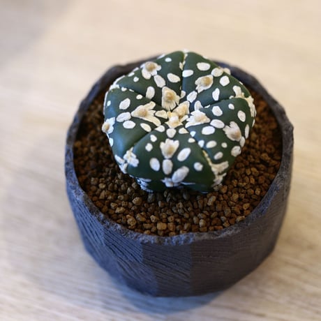 N/OH × Astrophytum asterias 'Super Kabuto'   no.61801