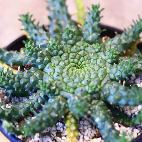 ユーフォルビア ゴルゴニス / Euphorbia gorgonis  no.51423