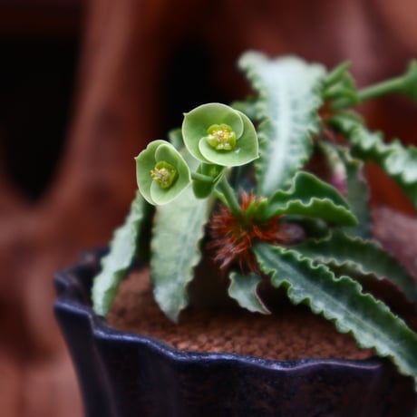 ユーフォルビア  フランコイシー / Euphorbia francoisii   no.31231