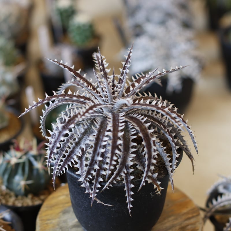 Dyckia (Heaven & Hell x macedoi)F2 (4号鉢) no.1